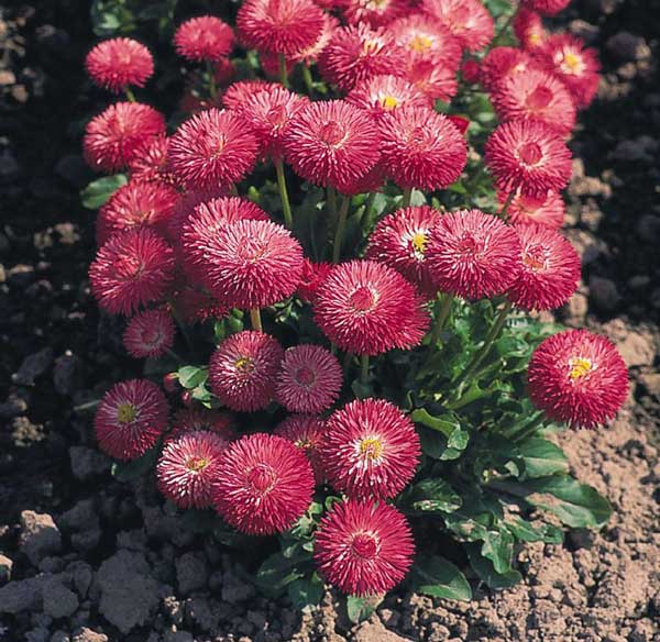 مینا چمنی صورتی