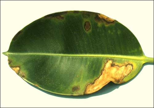 کمبود پتاسیم در فیکوس