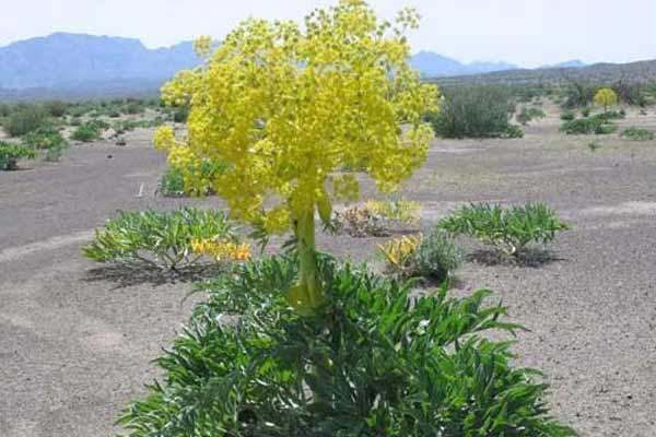 گیاه دارویی آنغوزه یا کما
