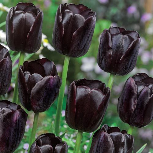 خرید اینترنتی پیاز گل لاله سیاه