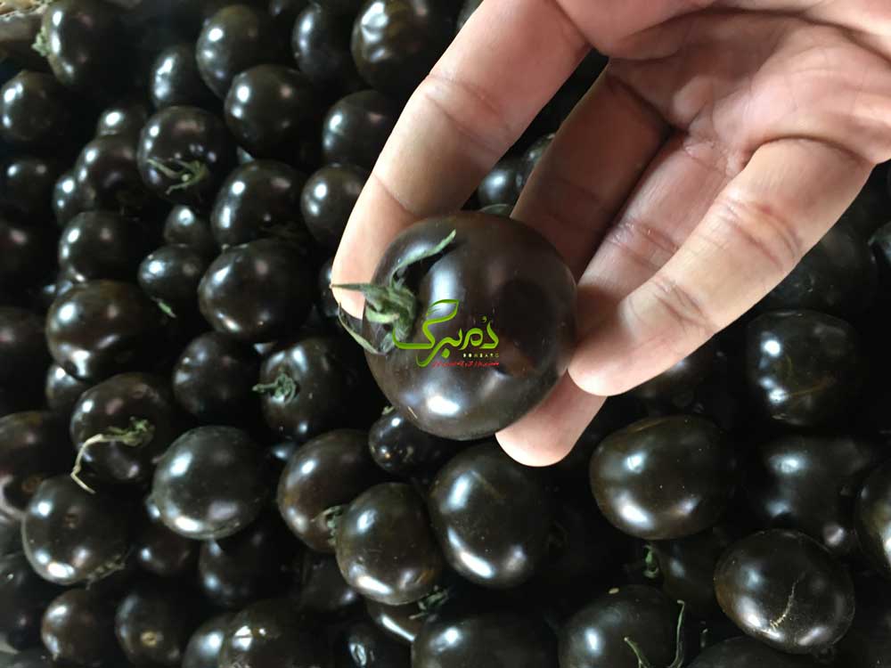 بذر گوجه فرنگی مشکی