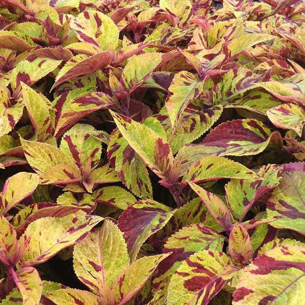 حسن یوسف موزاییک حسن یوسف موزاییک