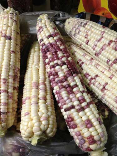 ذرت دورگه