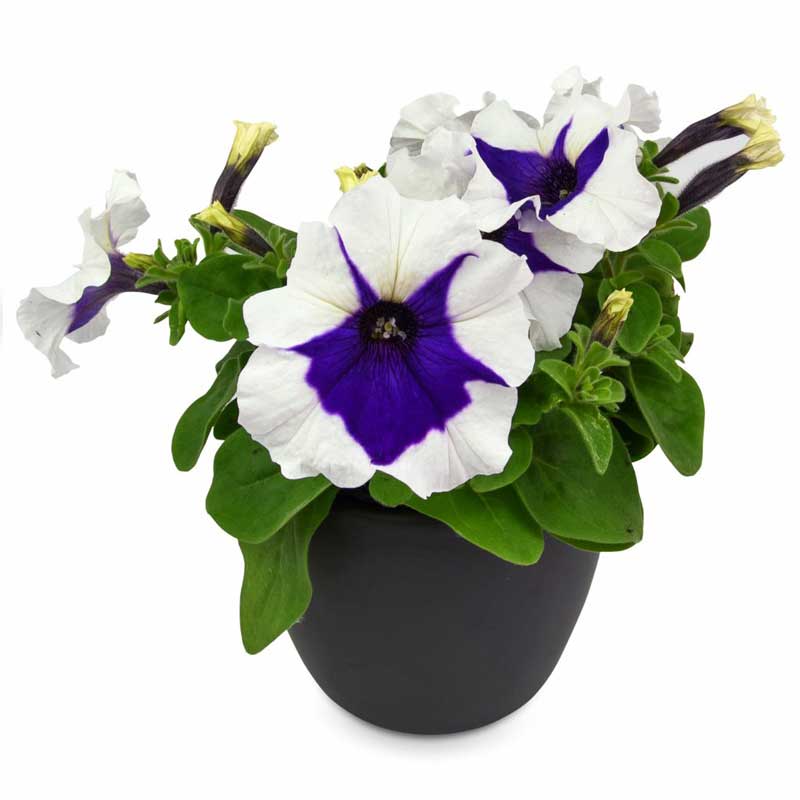 اطلسی بلو پیکوتی اطلسی بلو پیکوتی