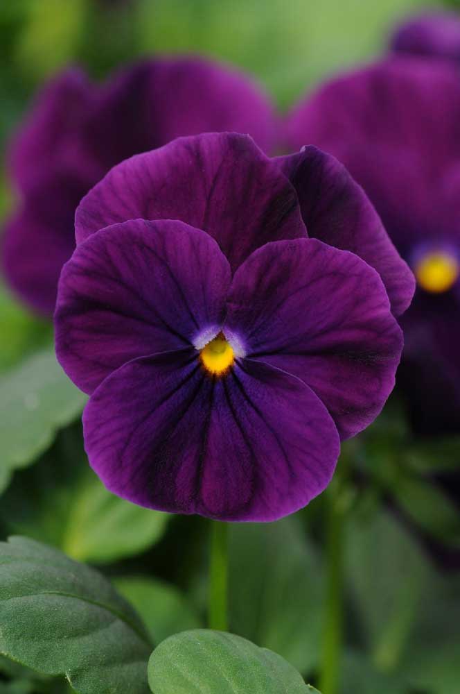 بنفشه purple