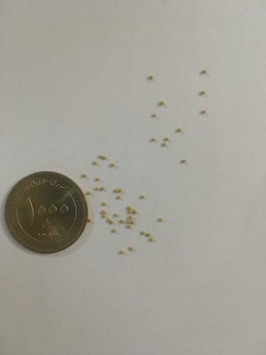 بذر برگ پنجه ای