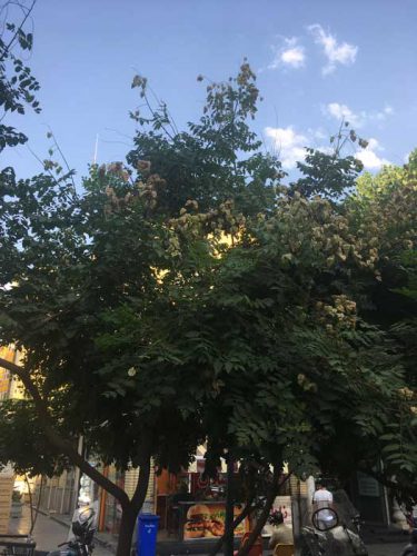 باران طلایی