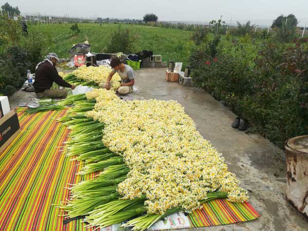 برداشت نرگس شیراز از مزارع بهبهان
