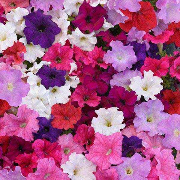 اطلسی های سری سوپر کسکید