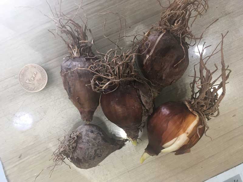 پیاز نرگس شیراز با محیط 16 سانتی متر