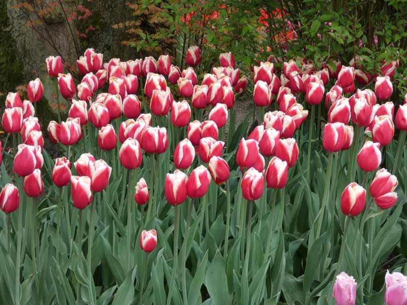 لاله قرمز سفید لاله قرمز سفید