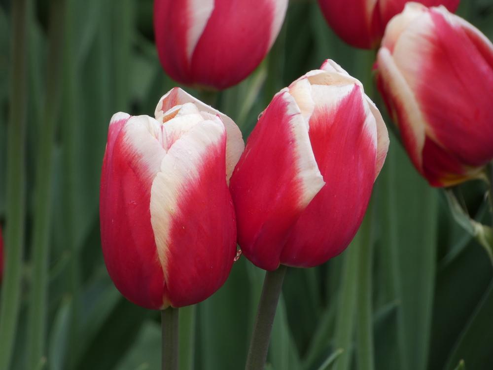 لاله قرمز لب سفید لاله قرمز لب سفید