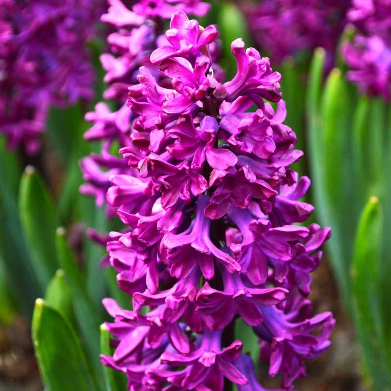 سنبل ارغوانی