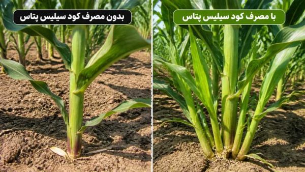 قیمت و خرید مکمل سوپر سیلیسیوم پتاس