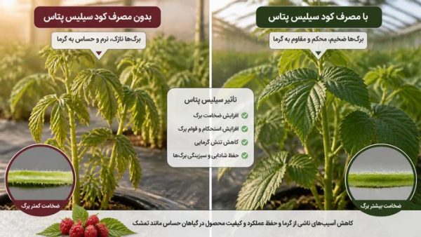 مکمل سوپر سیلیسیوم پتاس