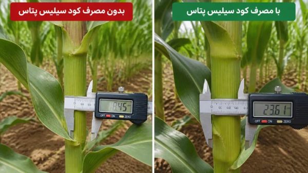 بهترین زمان مصرف کود سیلیسیوم پتاس