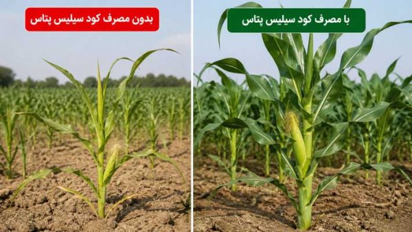 بهترین زمان مصرف کود سیلیس پتاس