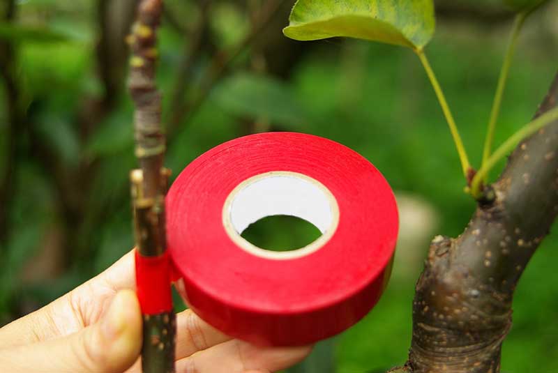 نوارپیوند قرمز