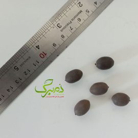 خرید بذر گل نیلوفر آبی