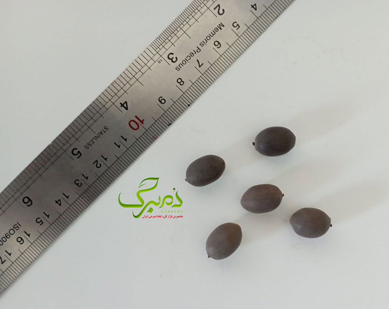 niloofar خرید بذر گل نیلوفر آبی