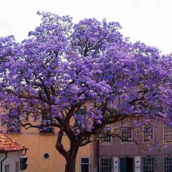 درخت پالونیا در بهار