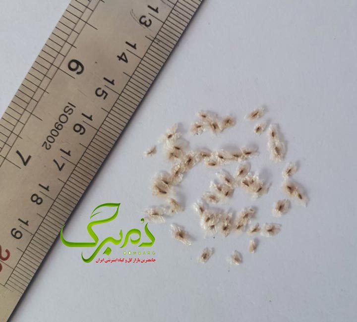 خرید بذر پالونیا