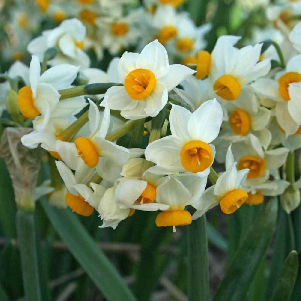 پیاز گل نرگس شیراز ؛ خرید با بهترین قیمت - ارسال رایگان