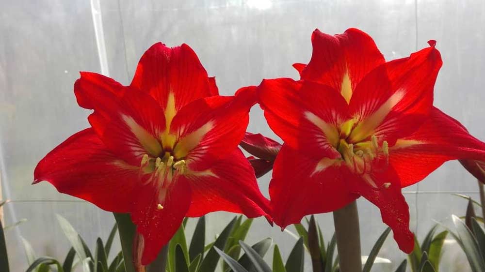 پیاز آماریلیس قرمز