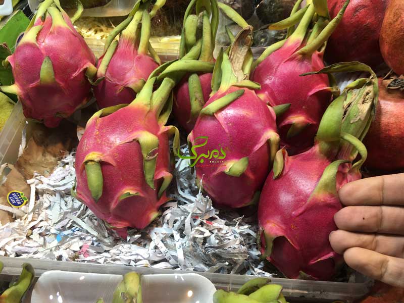 بذر دراگون فروت