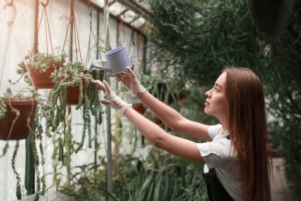 تعداد دفعات آبیاری گیاهان آپارتمانی
