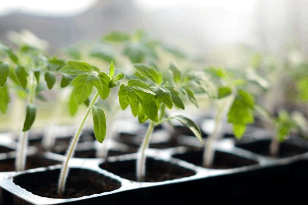 پرورش گوجه فرنگی از روش انتقال گیاه