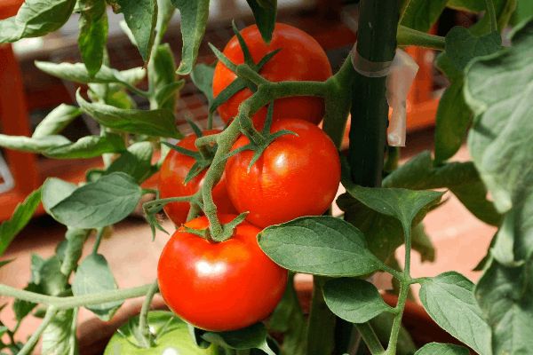 مراحل پرورش گوجه فرنگی