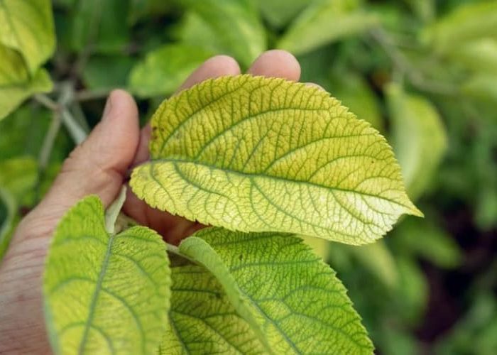 علائم کمبود آهن در گیاهان آپارتمانی