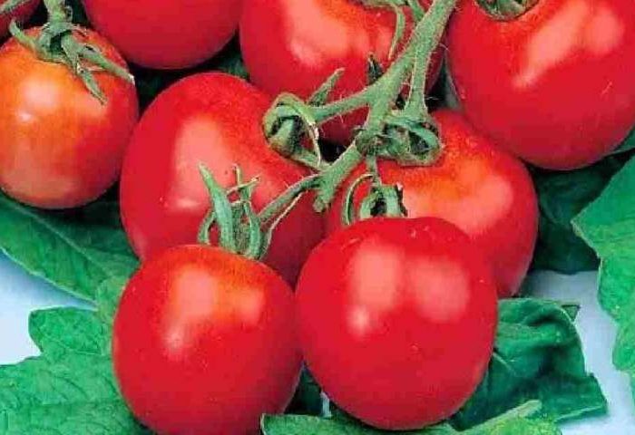 کاشت گوجه فرنگی در گلدان