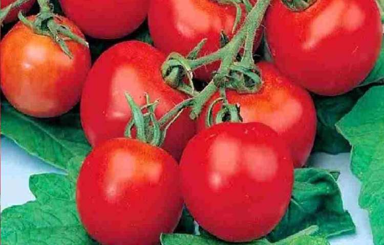 کاشت گوجه فرنگی در گلدان