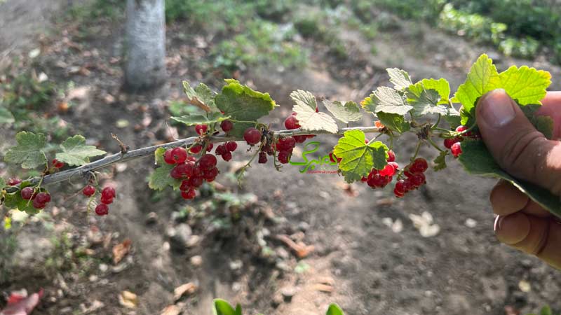 کاشت بذر رد کارنت