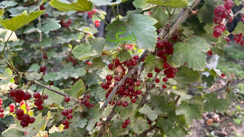 انگور فرنگی قرمز