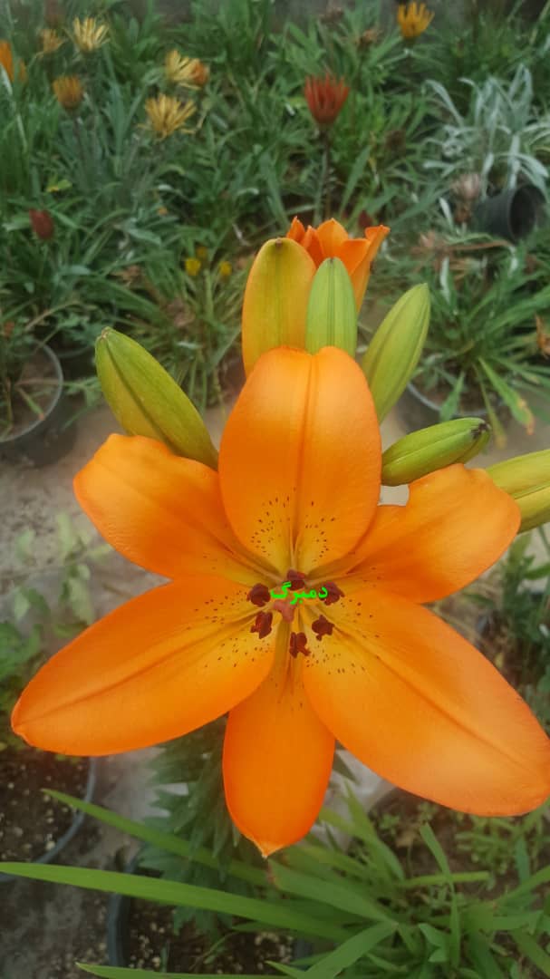 PHOTO-2021-09-19-17-41-57 پیاز لیلیوم نارنجی