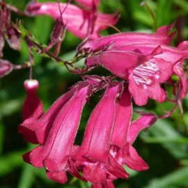 Sensation-Mixed-Penstemon-Seeds-6575-2-1024x682 فصل کاشت بذر پنستمون