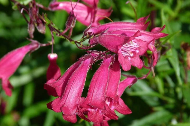Sensation-Mixed-Penstemon-Seeds-6575-2-1024x682 فصل کاشت بذر پنستمون