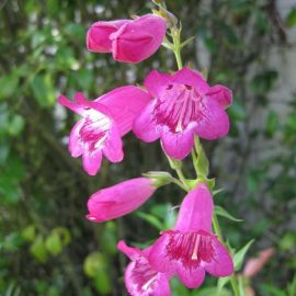 Sensation-Mixed-Penstemon-Seeds-6575 گل پنتسمون