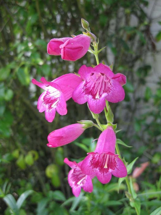 Sensation-Mixed-Penstemon-Seeds-6575 گل پنتسمون