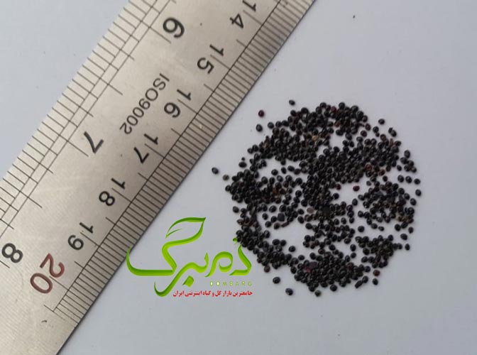 امارانتوس خرید بذر آمارانتوس