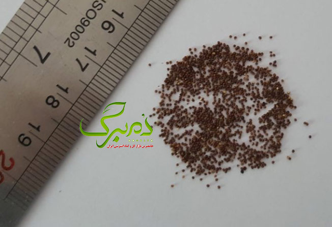 خرید بذر اطلسی