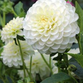 b8c8624c624fc718068aa054284ddf39 کوکب گل درشت سفید