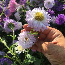 min بذر گل مینا چینی