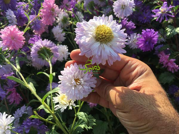 min بذر گل مینا چینی