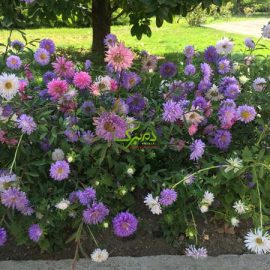 mina بذر گل کالیستفوس