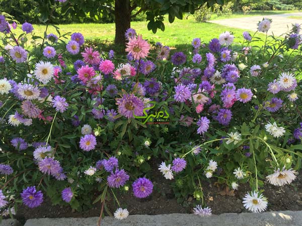 mina بذر گل کالیستفوس