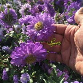 minaa بذر گل مینا